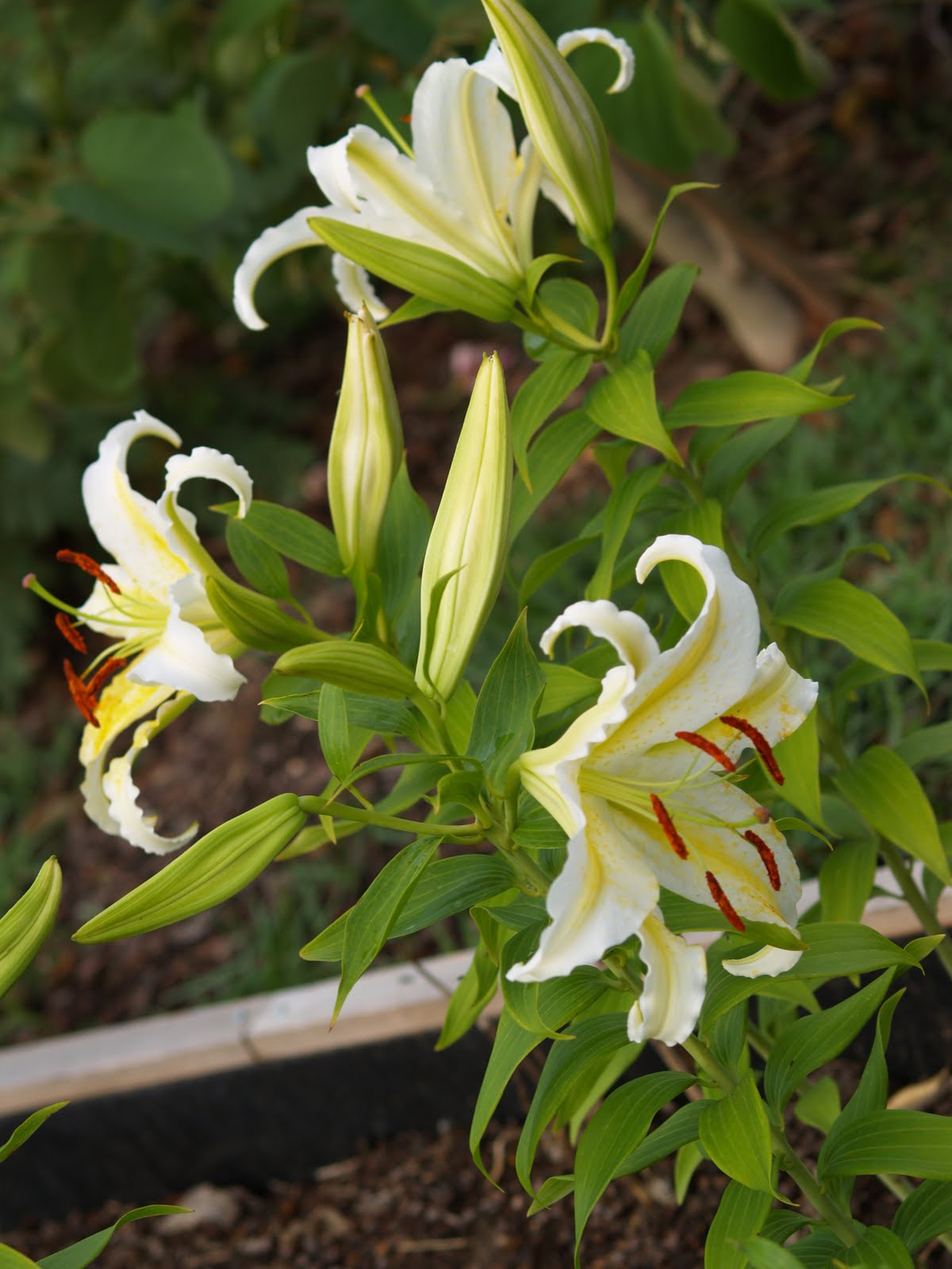 Almost Tropical in Texas: Oriental Lilies from my garden