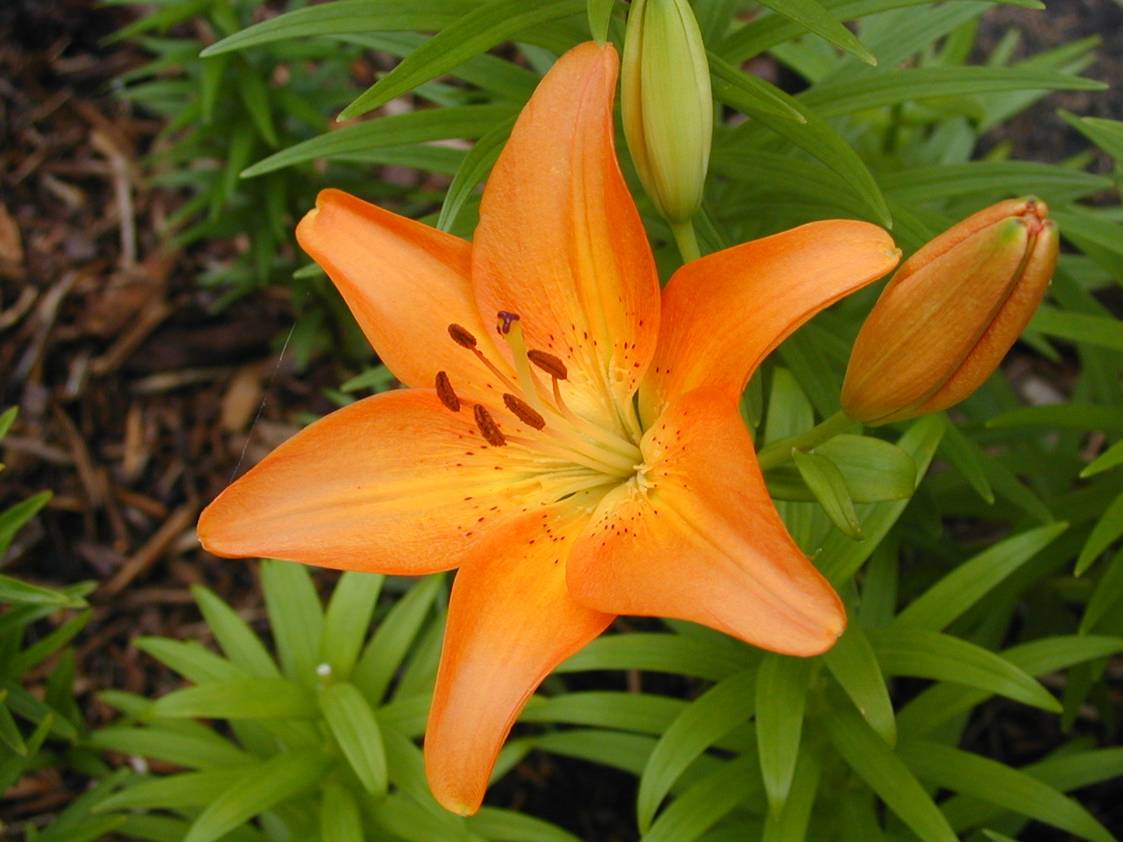 Almost Tropical in Texas More lilies