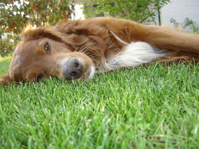 Bretonischer Spaniel - Portrait De L Epagneul Breton Portrat Von