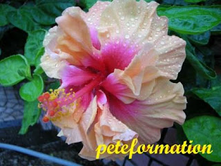 PeteFormation Foodie Adventure: Various Hybrids of Hibiscus (Bunga Raya ...