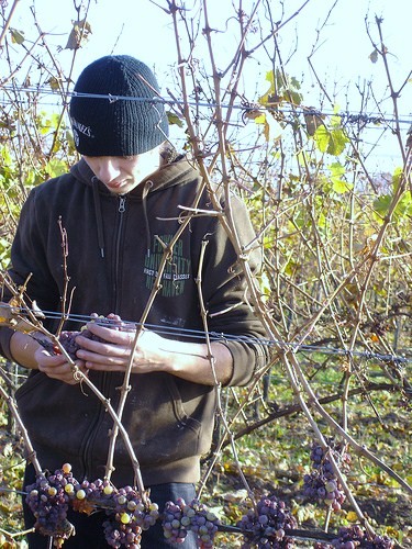 [Weingutwinterling2.jpg]