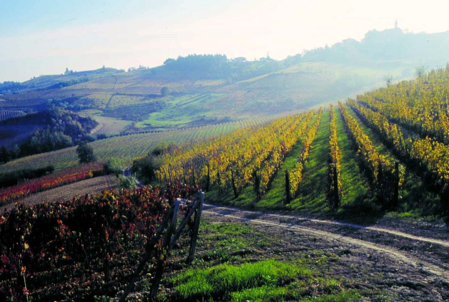 [0000002751_0001)+vigneti-dintorni-acqui-1.jpg]