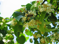 [tilo+en+flor+BY+milos.jpg]