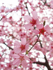 [Flor+de+cirerer+BY+tanakawho.jpg]