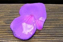 [pétalos+violeta+BY+the+cosmic+cat.jpg]