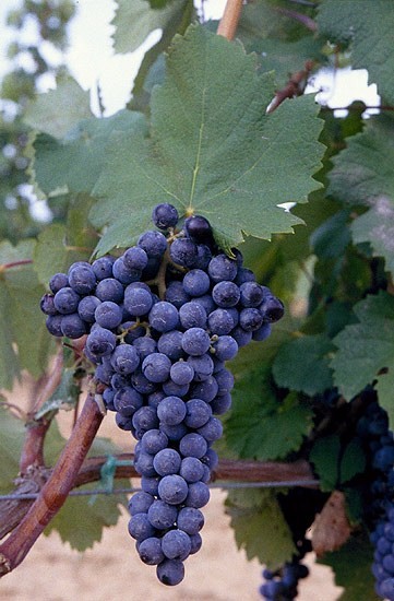 [www.vinosdebullas.es.jpg]