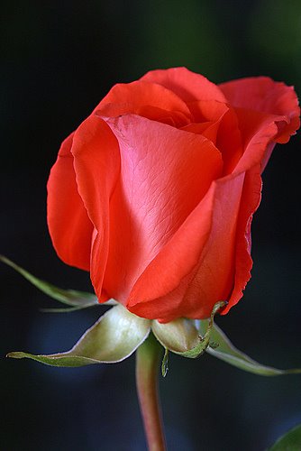 [249302257_80a1831104.jpg]