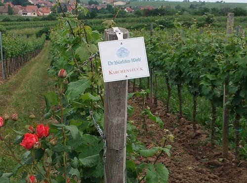 [2591645351_296535ff81.jpg]