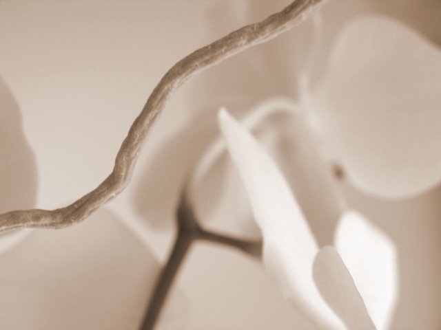 [ORQ.FEV.06+(21).jpg]