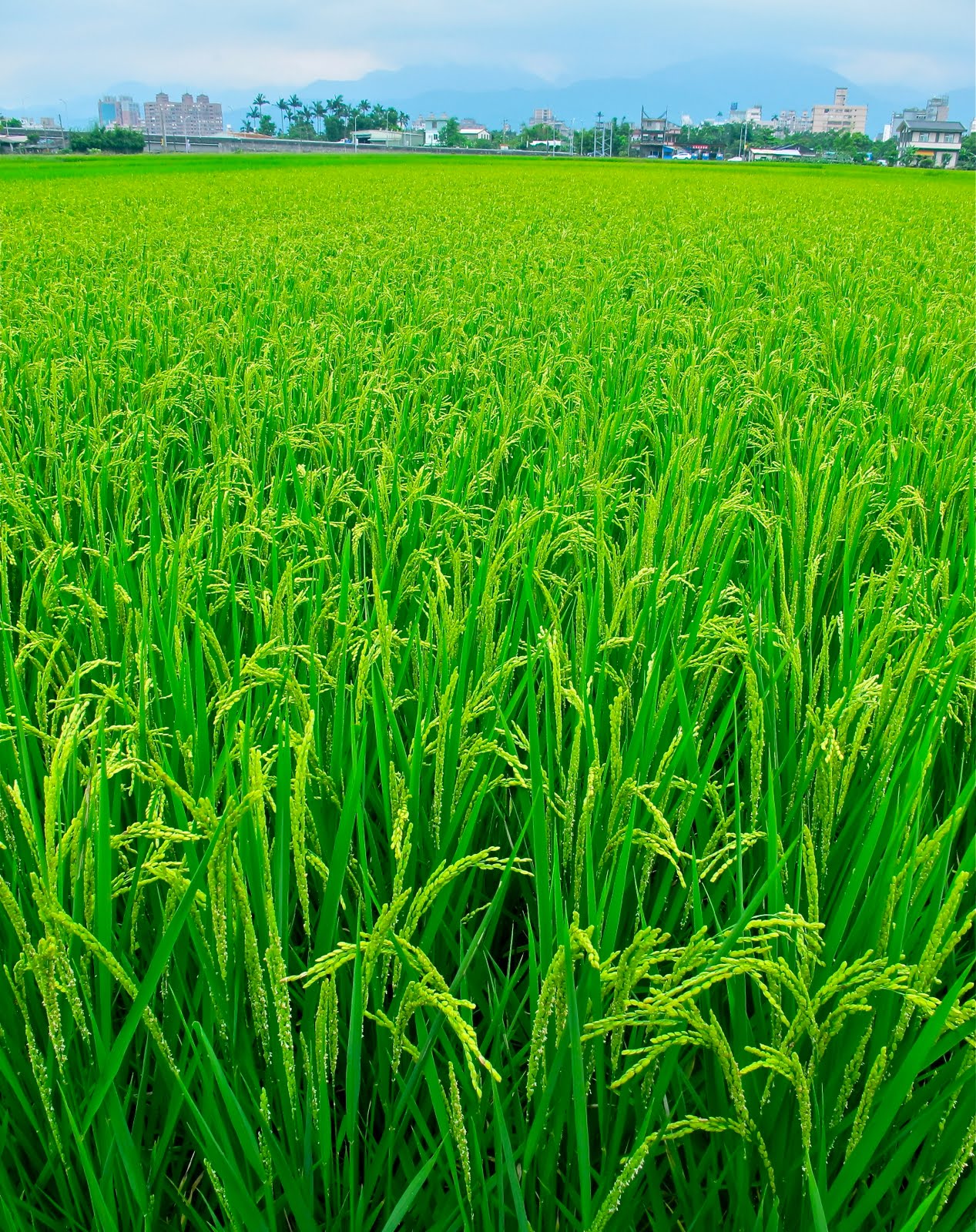 Beautiful Taiwan Rice Fields in Ludong, Yilan County , Taiwan
