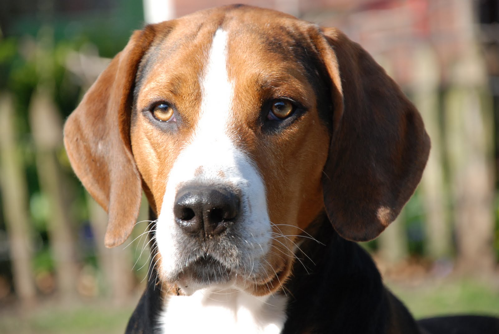 гончи. фоксхаунд и бигль. большая англо-французская трехцветная гончая. австрийская гладкошерстная гончая. хальденская гончая.