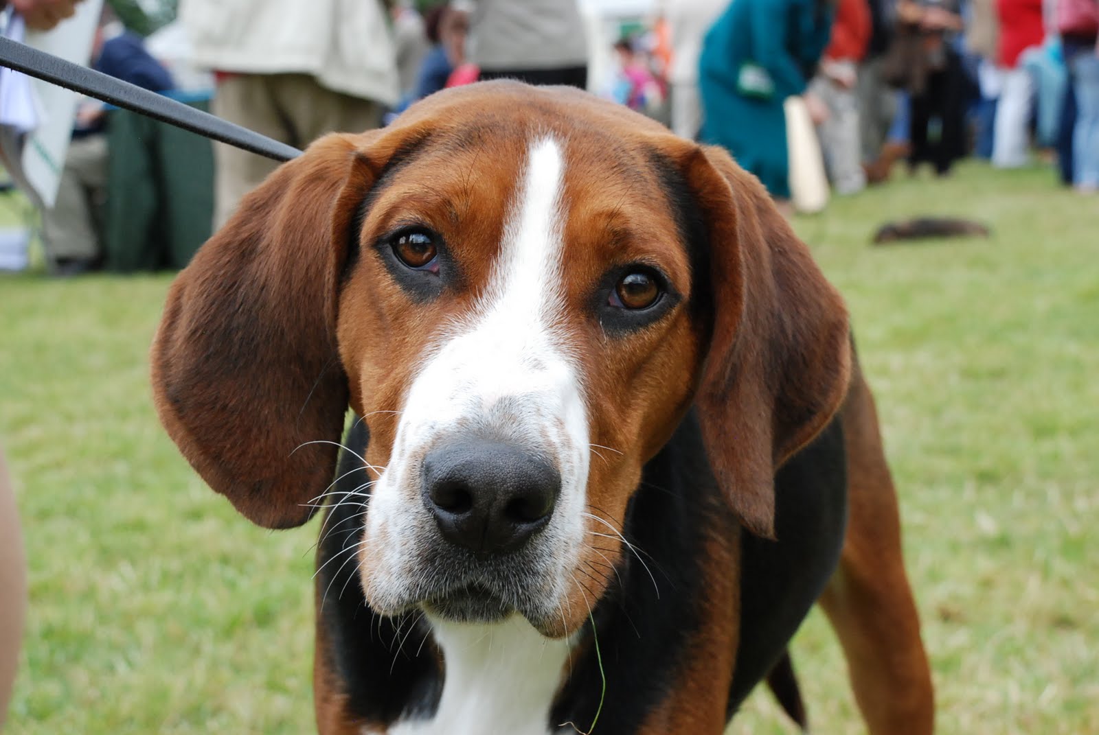 Dutch Dog Breeds Dog Training Home Dog Types