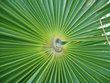 Palm leaf center