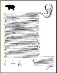 Intestines, the Bear Facts - Western Wildlife Outreach