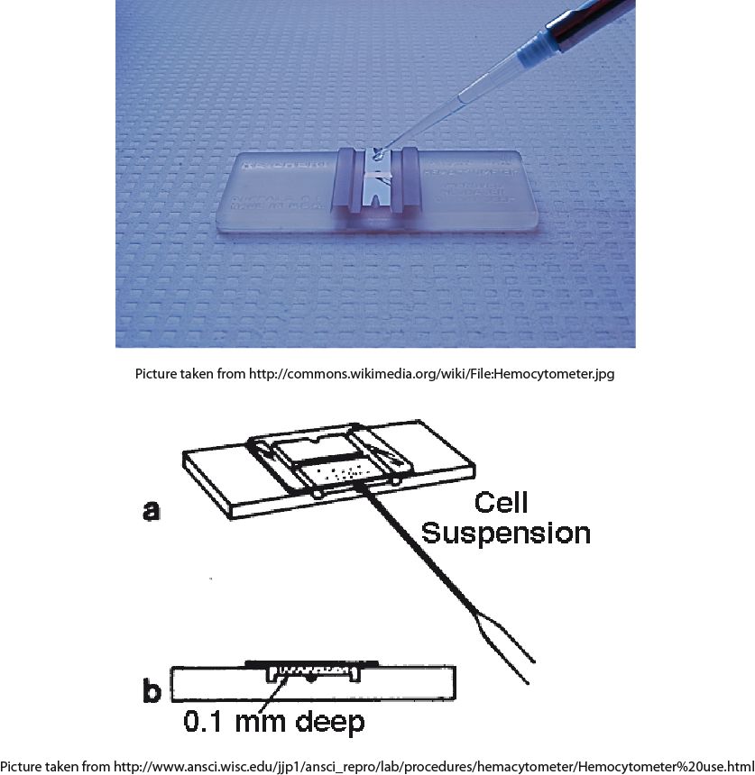 BioFreaks Biochemistry Blog (v.Beta) GGS LIVE Counting cells