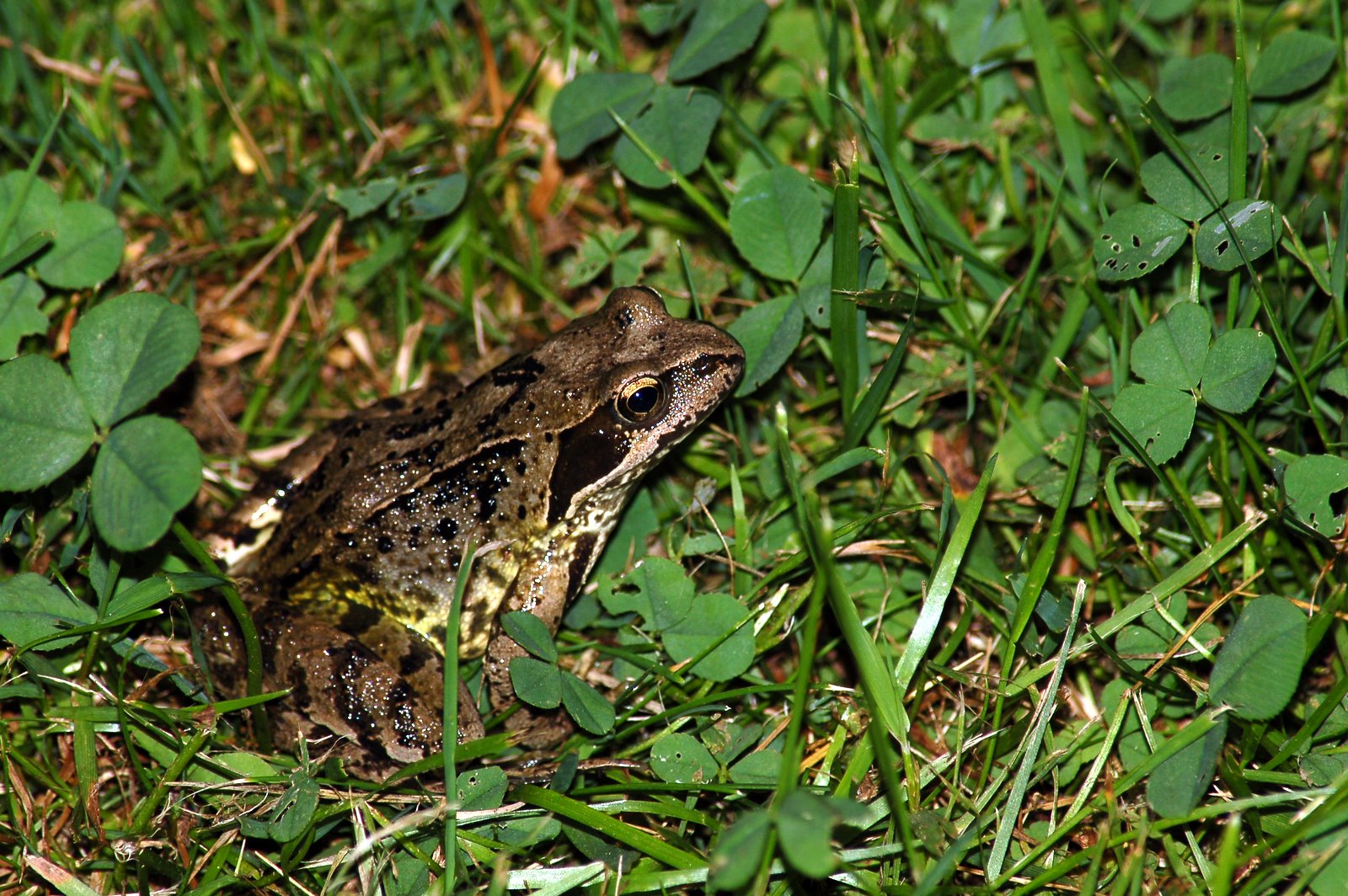 Frosch offener Garten Landkreis Gifhorn Meinersen Ahnsen