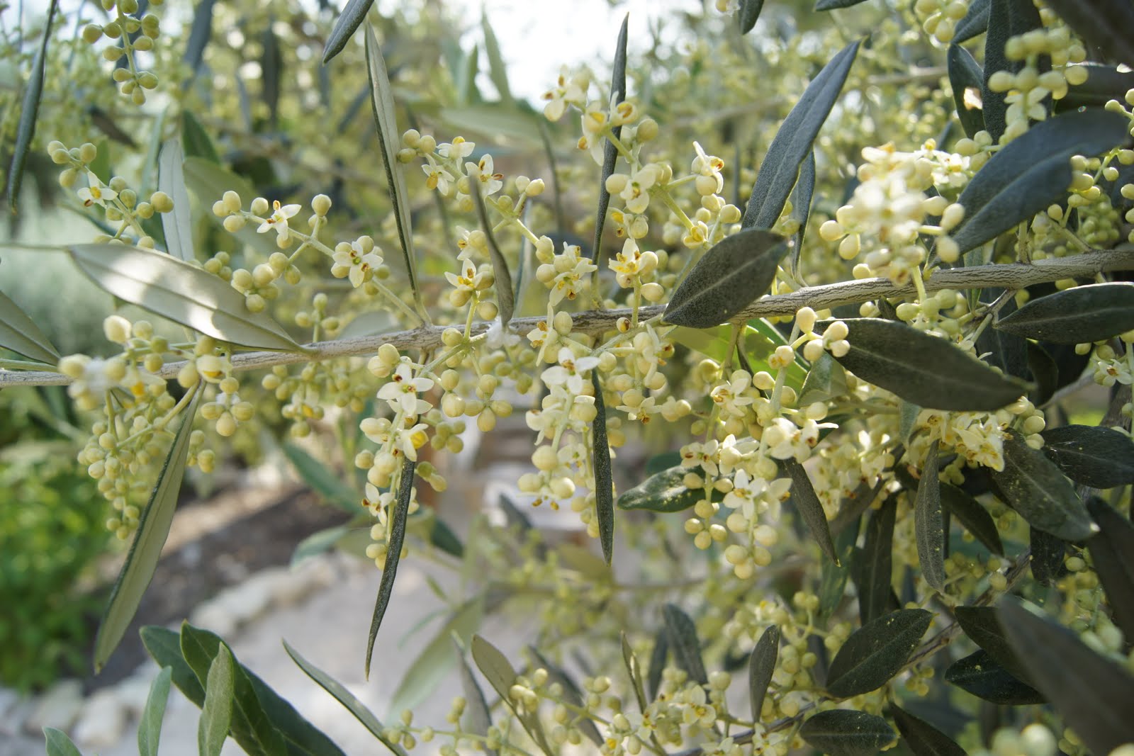 Life on an Italian olive grove Olive flowers