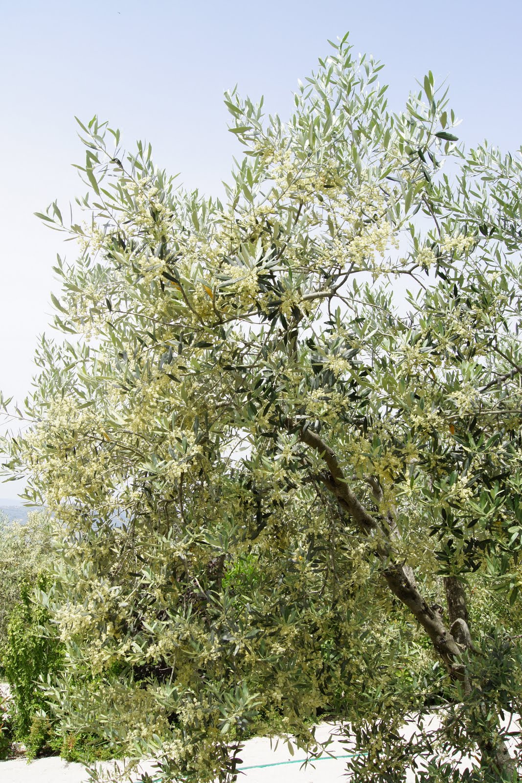 Life on an Italian olive grove Olive tree flower
