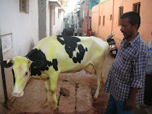 The cleanest cow in Mysore!