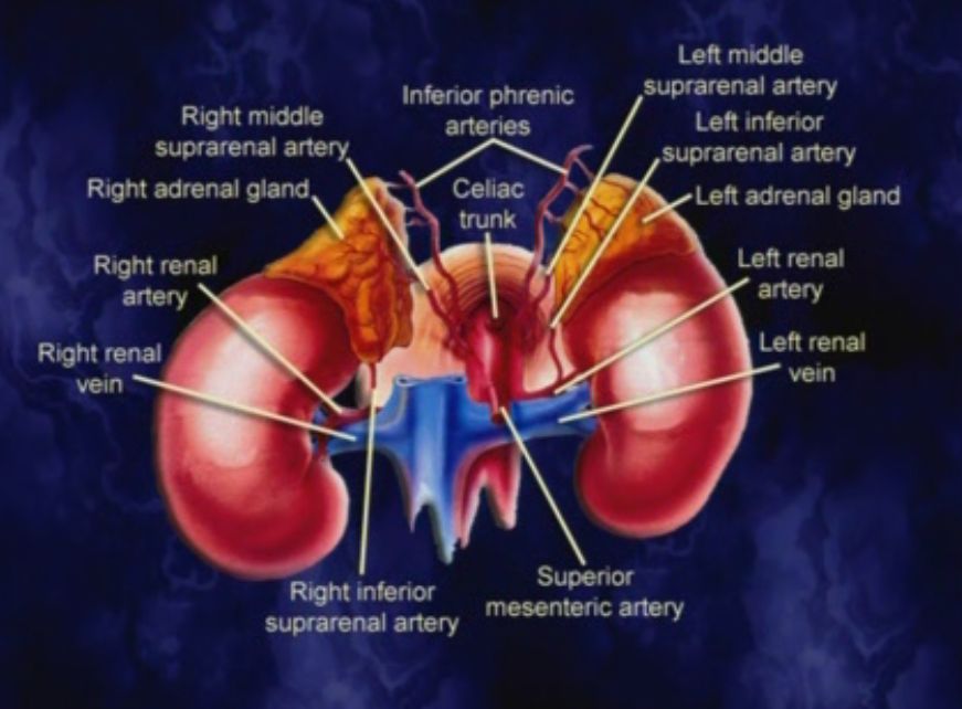 Kidney And Adrenal Gland Anatomy