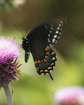 Spicebush Swallowtail Wings Together