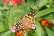 Painted Lady