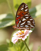 Gulf Fritillary Wings Together