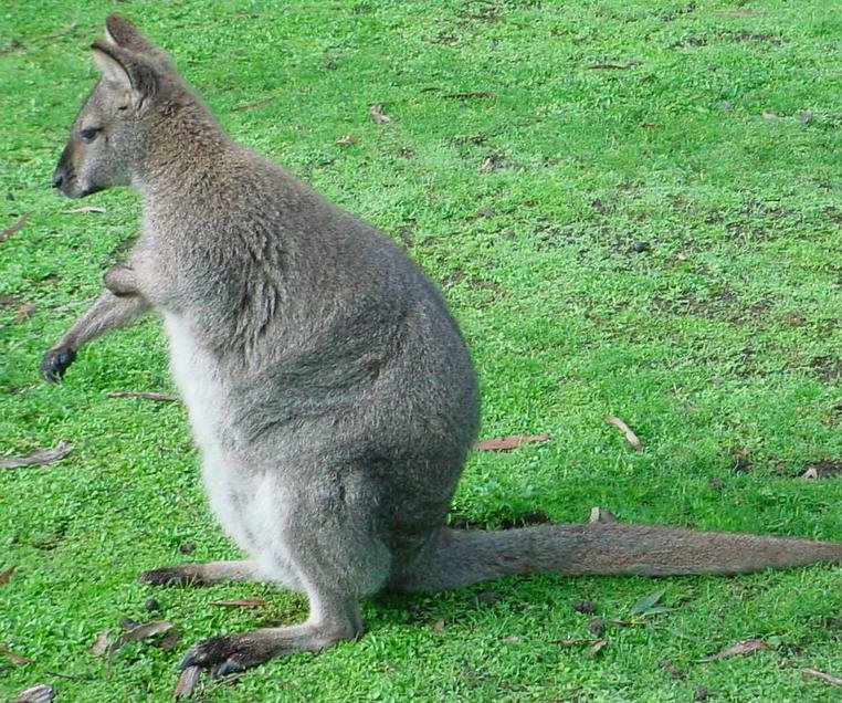 Wallaby >> also exist in Papua