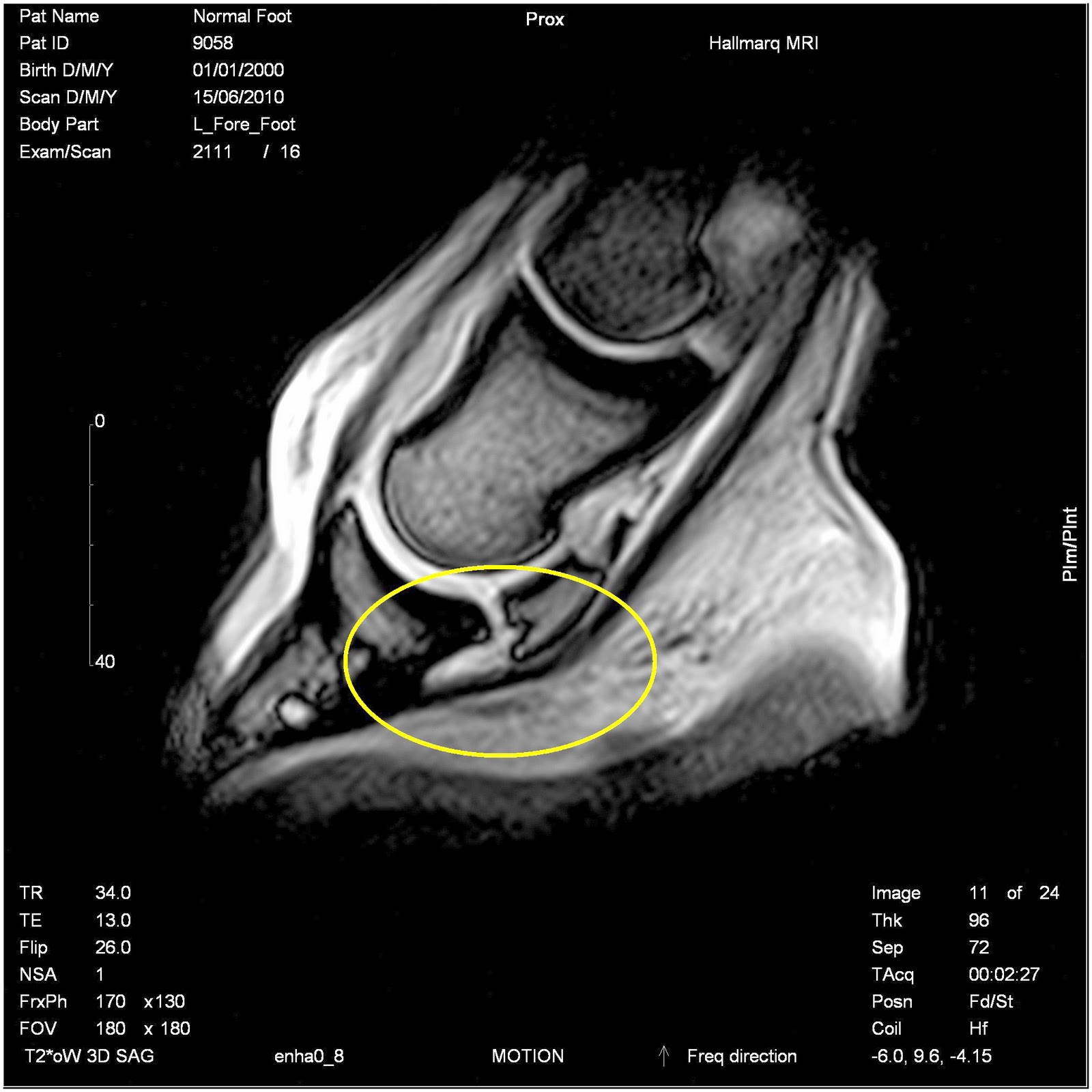 Fran Jurga`s Hoofcare + Lameness Hallmarq Veterinary Imaging Presents Dr Sue Dyson's Patient, A
