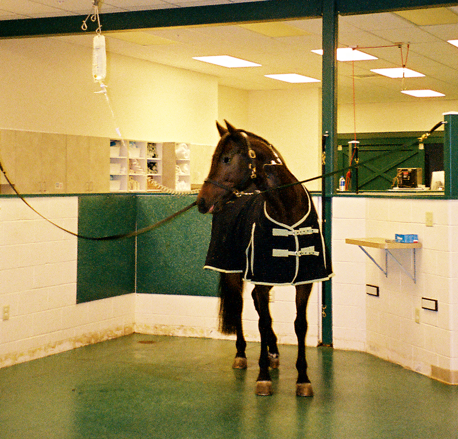 Fran Jurga`s Hoofcare + Lameness IRAP Equine Lameness Therapy Two