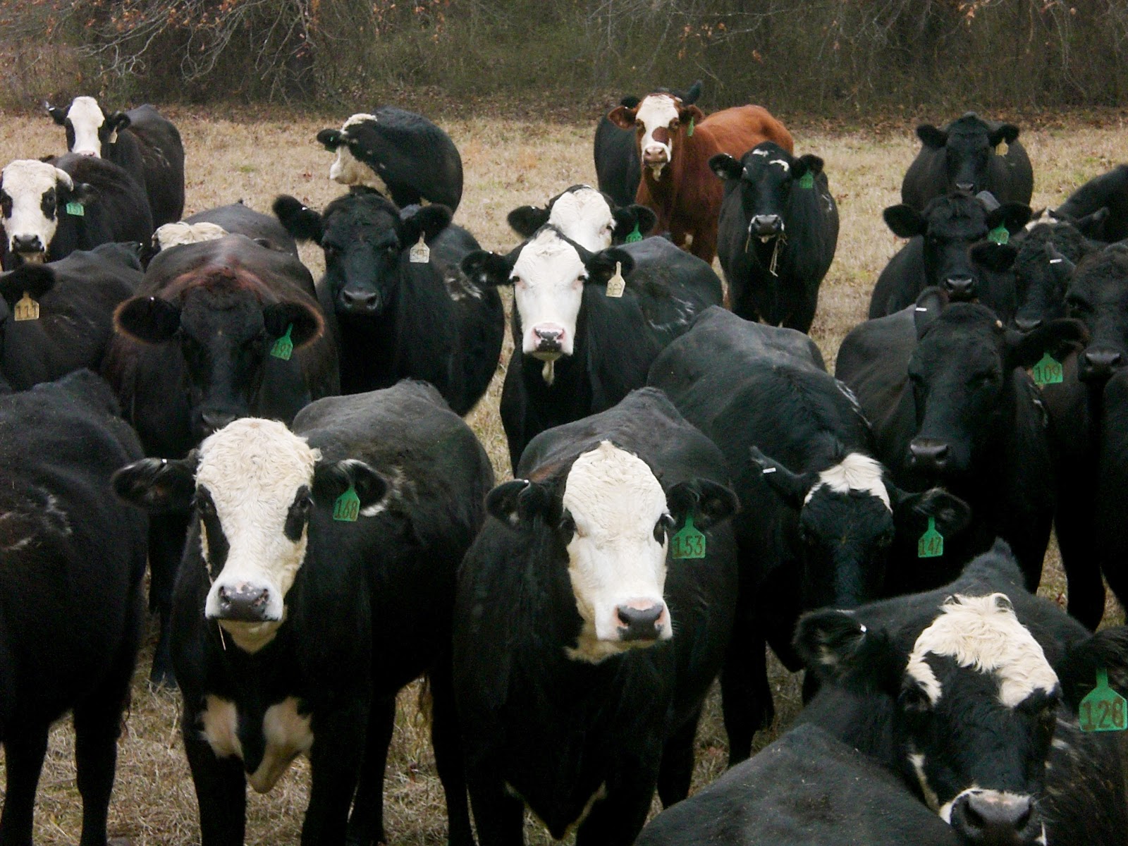 Sitting in the pasture... Raising Cattle is My Passion in RanchLife