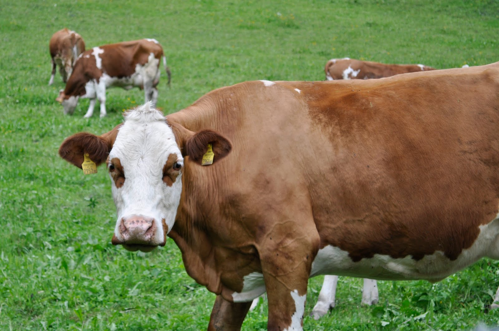 Cassie and her camera: Salzburg and the Alps
