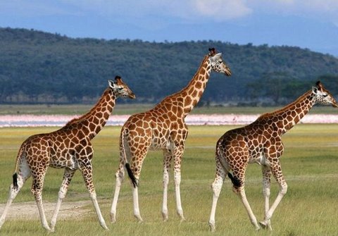 [cute+giraffes008-724086.jpg]