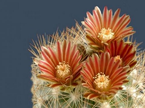 [cactusflowers22hi1-723988.jpg]