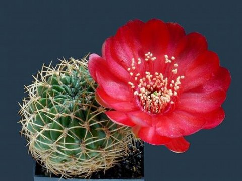[cactusflowers24wz0-726942.jpg]