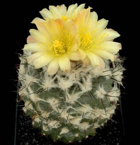 [cactusflowers27eu1-730043.jpg]
