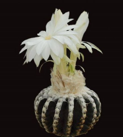 [cactusflowers08xr0-742403.jpg]