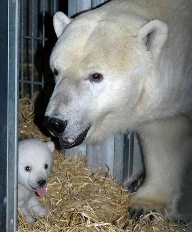 [baby+animals+in+zoo+flickzzz.com004-725871.jpg]