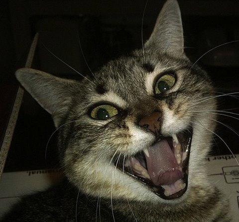 [yawning+animals+flickzzz.com005-706339.jpg]