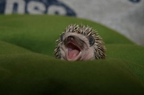 [yawning+animals+flickzzz.com026-707444.jpg]