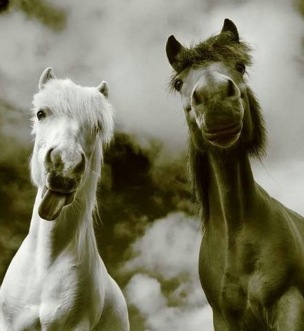 [cute+horses+1+flickzzz.com+020-723168.jpg]