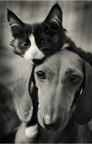 [dogs+and+cats+flickzzz.com+011-766002.jpg]