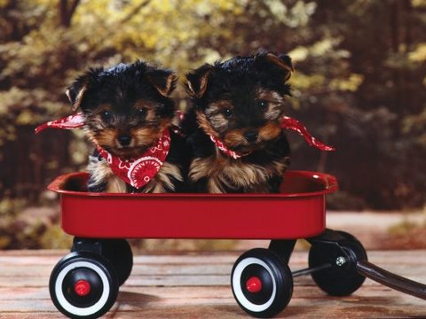 [cute+dogs+and+puppies+flickzzz.com+028-777616.jpg]