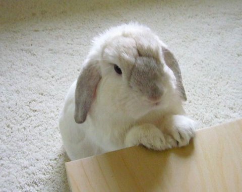 [cute+rabbits+flickzzz.com+2005-711484.jpg]