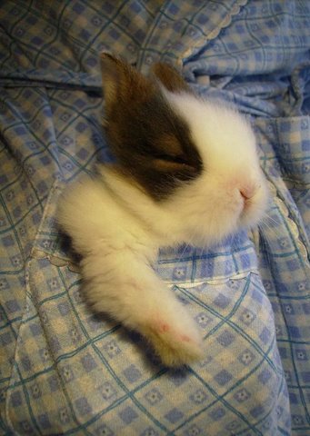 [cute+rabbits+flickzzz.com+2008-715620.jpg]