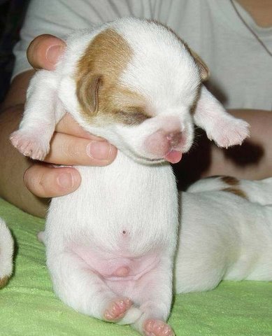 [flickzzz.com+cute+puppies+001-798842.jpg]