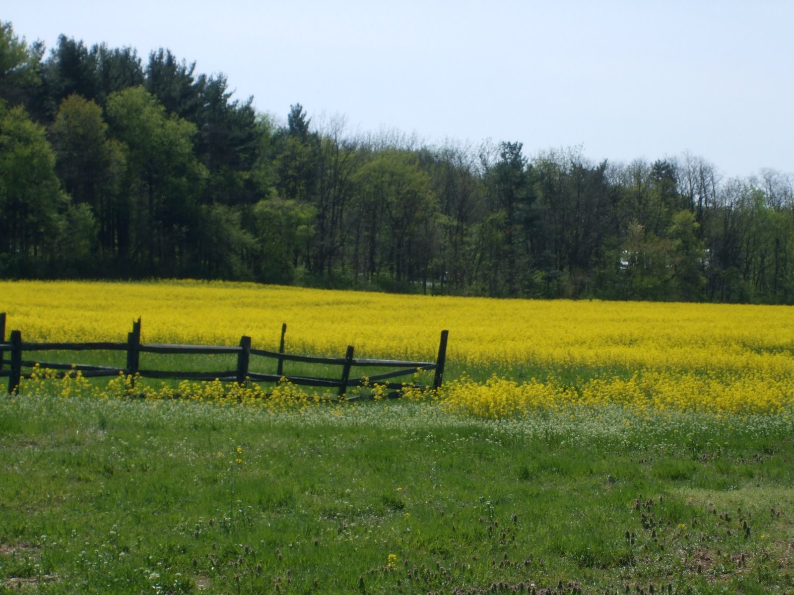 Rosemary's Sampler Mustard Fields