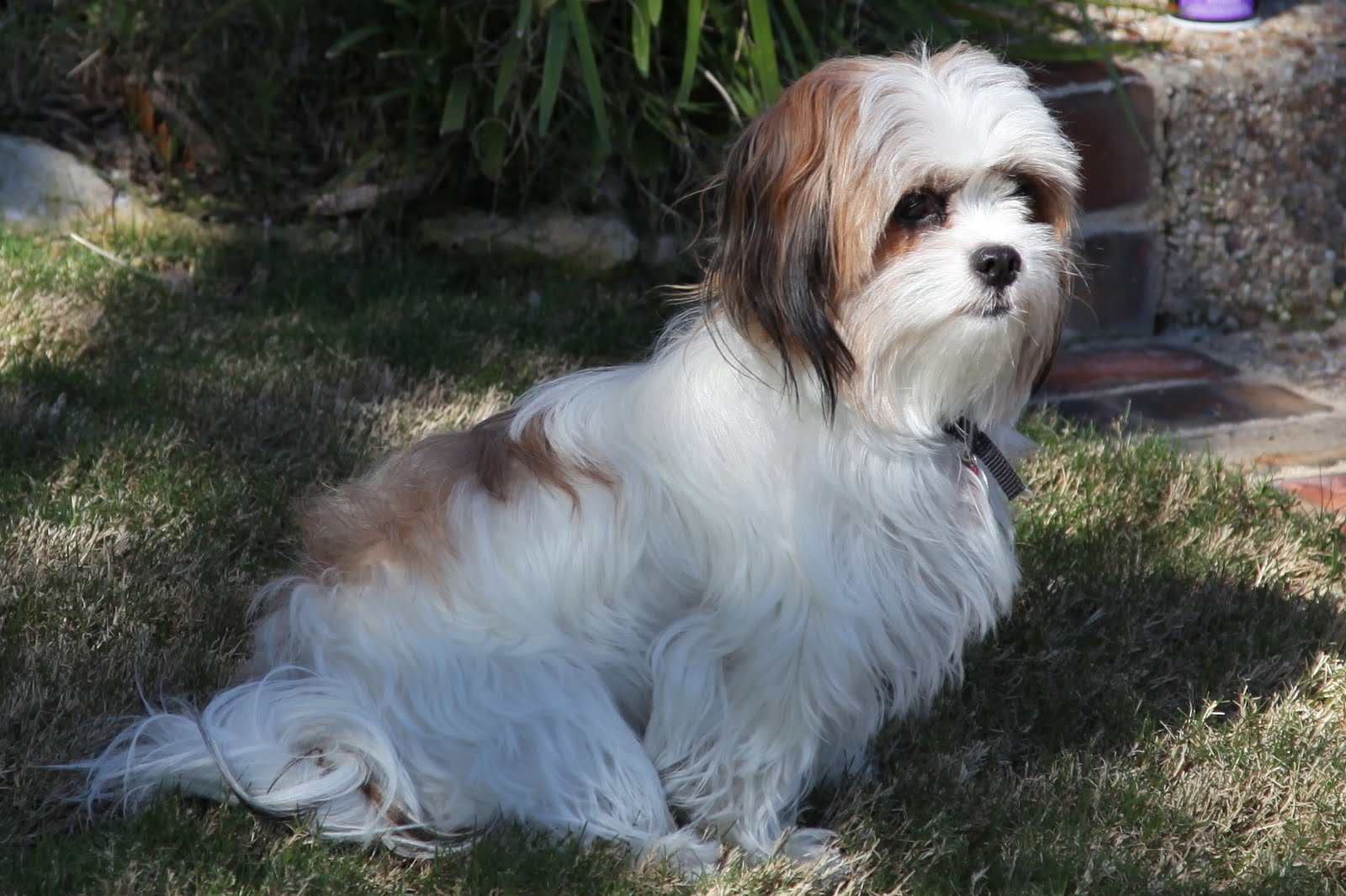 Shop shih tzu mixed with maltese puppies Hotsell, image size:1600x1066