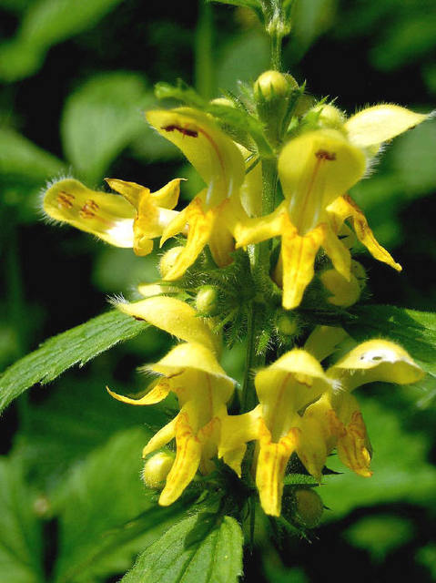 [sari-balli-baba[1]]