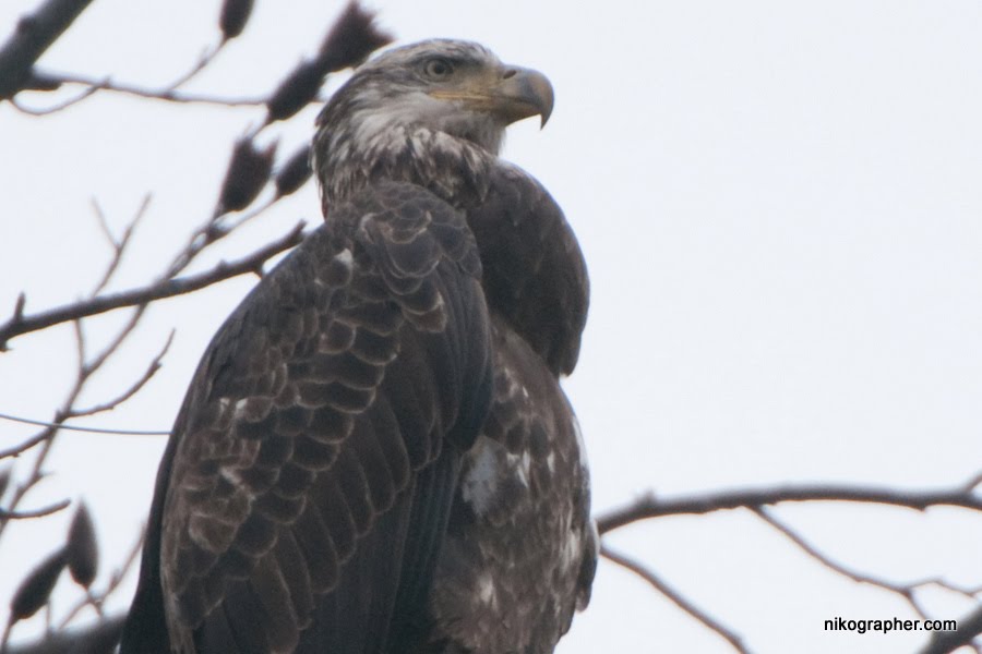 Nature and Wildlife Photography Bald Eagle Full Crop NY S47 Band